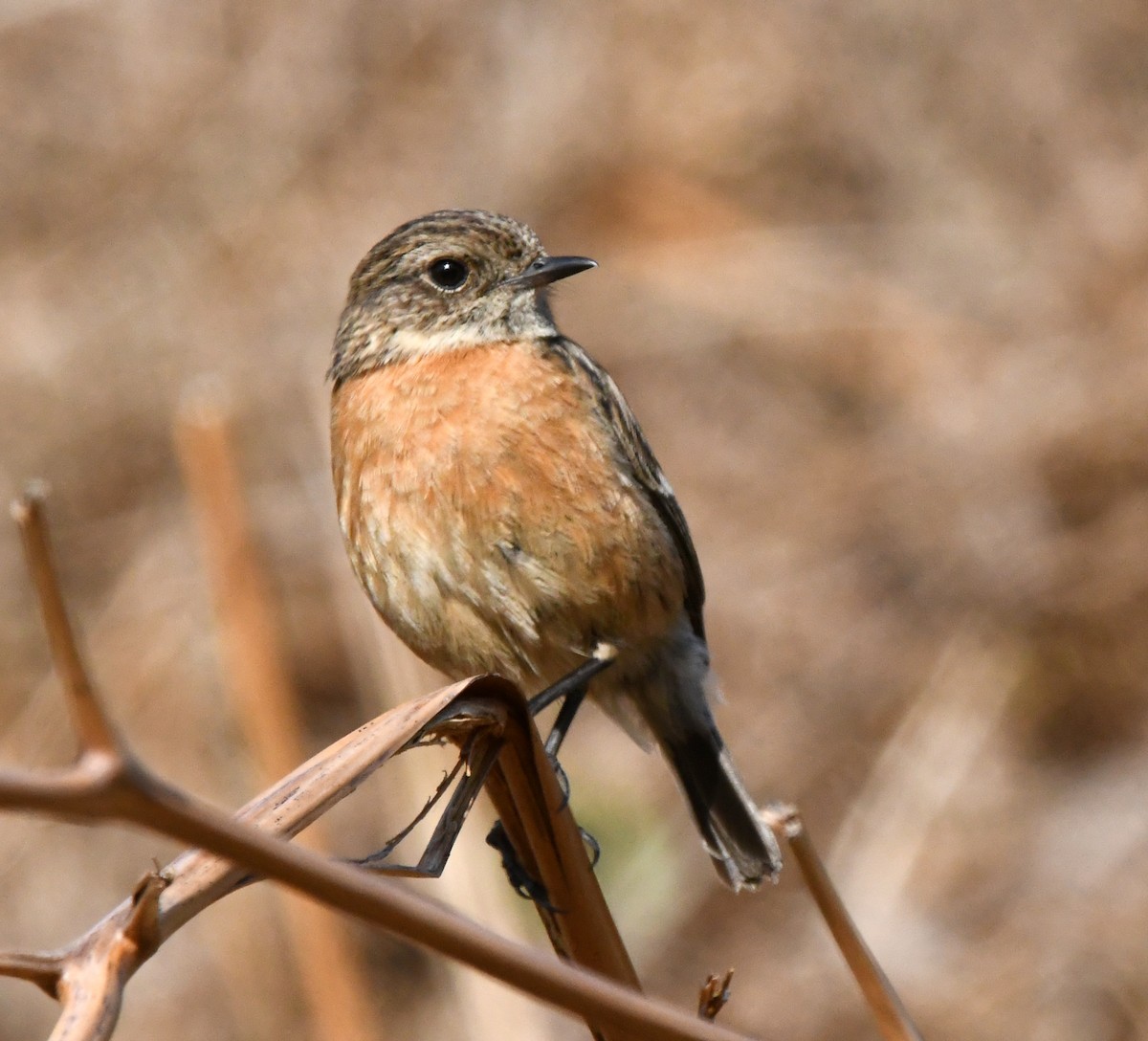 European Stonechat - ML620071780