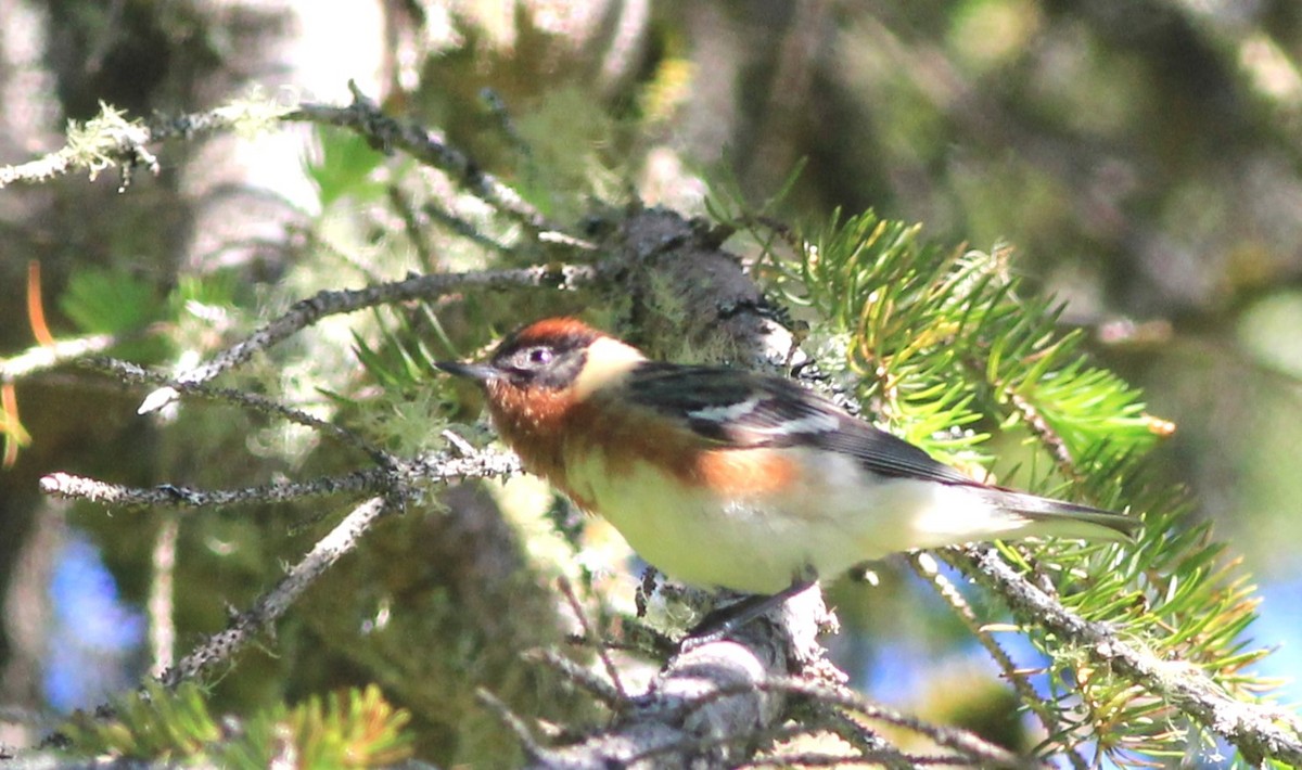 Bay-breasted Warbler - ML620071781