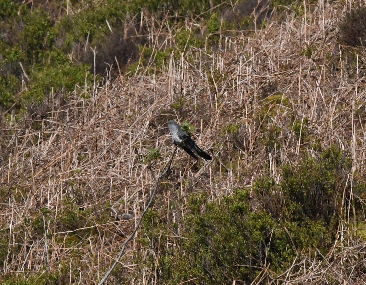 Common Cuckoo - ML620071793