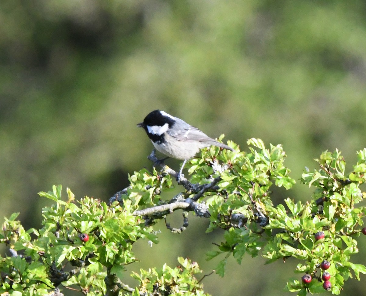 Coal Tit (British) - ML620071795