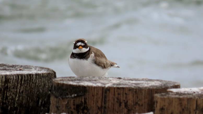 Common Ringed Plover - ML620071810