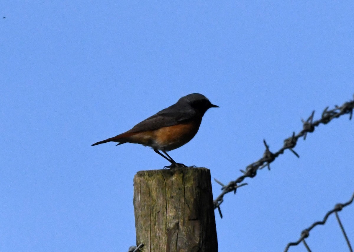 Common Redstart (Common) - ML620071811