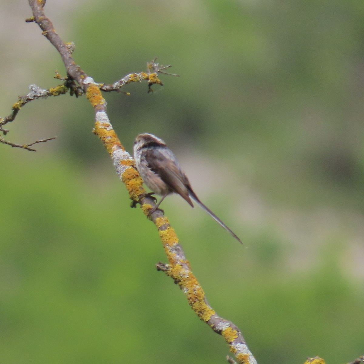 Long-tailed Tit (alpinus Group) - ML620071842