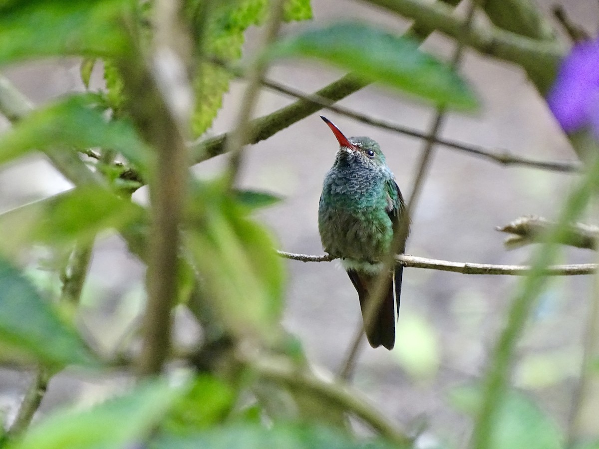 Rufous-tailed Hummingbird - ML620071860