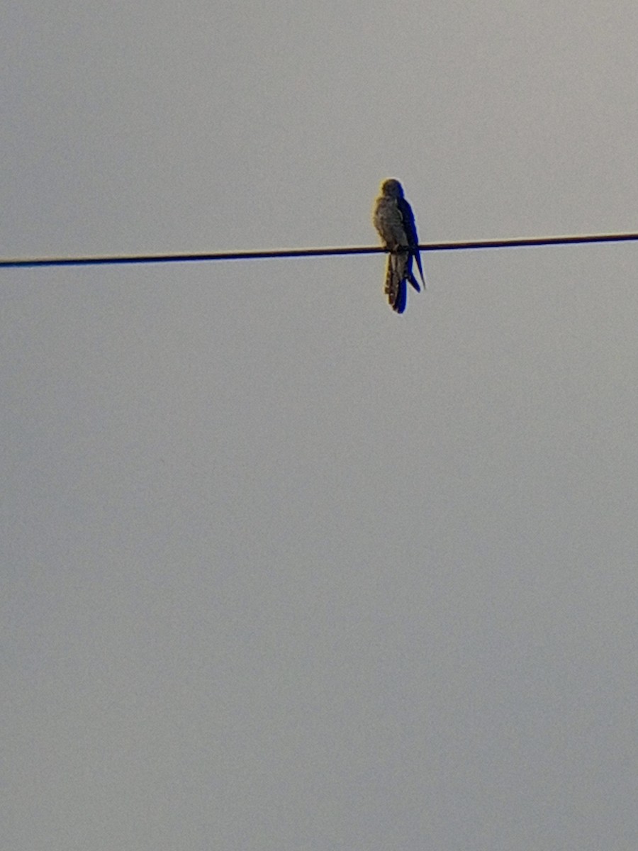Common Cuckoo - ML620071863
