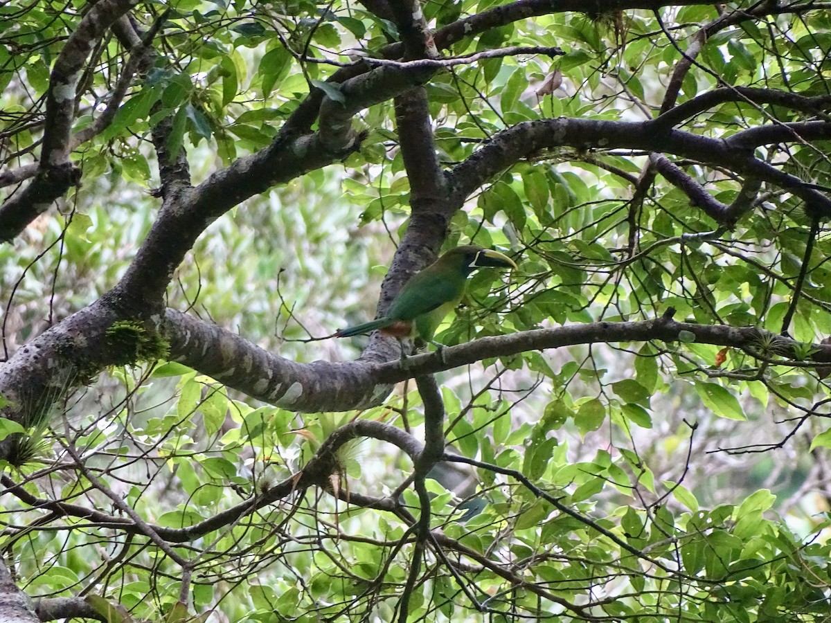 Toucanet émeraude - ML620071866