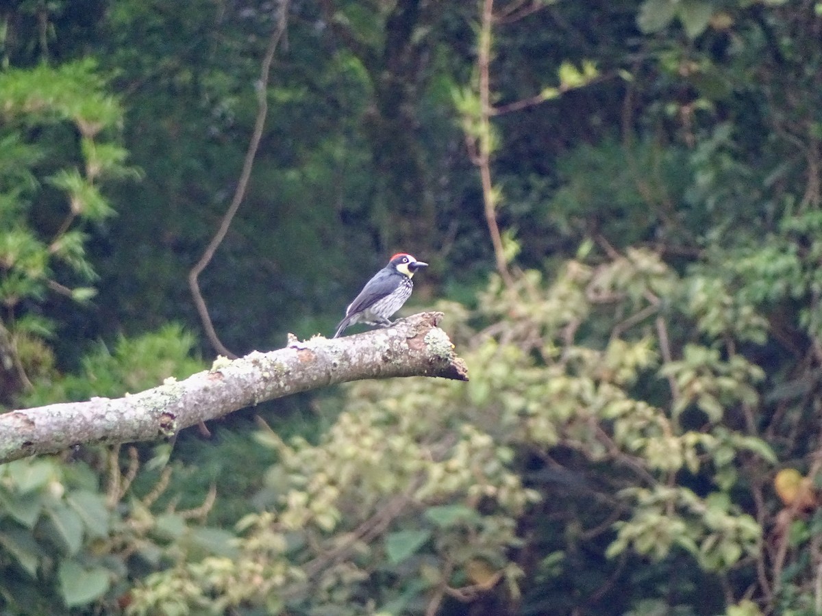 Acorn Woodpecker - ML620071871