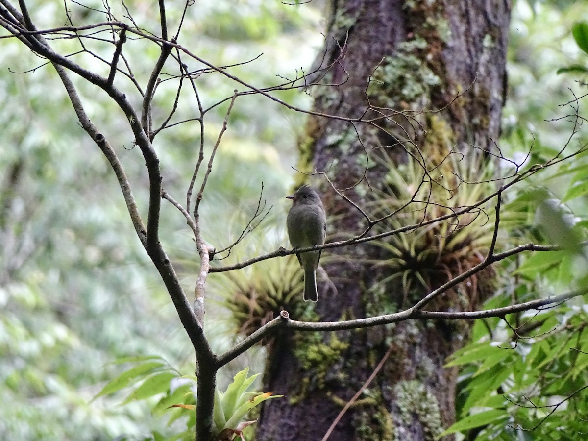 Dark Pewee - Malte Vermeer