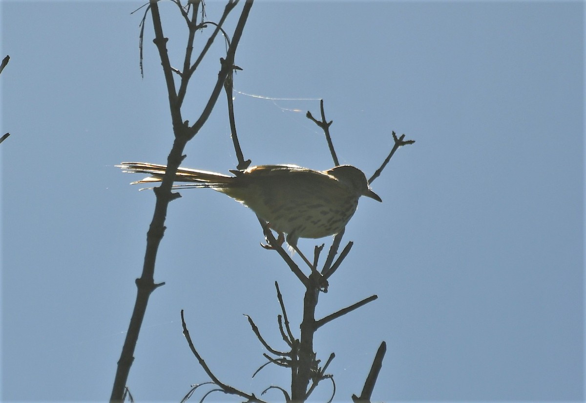 Brown Thrasher - ML620071903