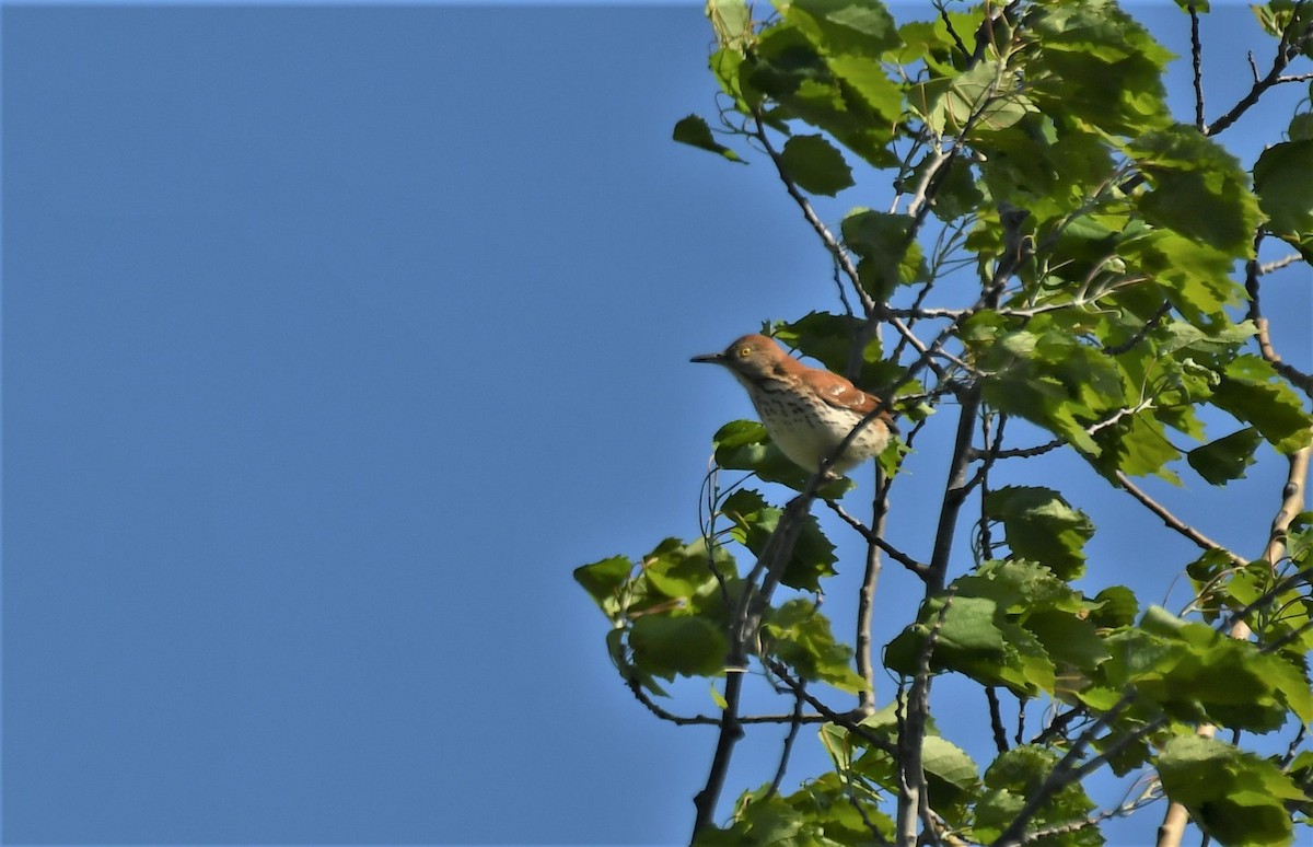 Brown Thrasher - ML620071904