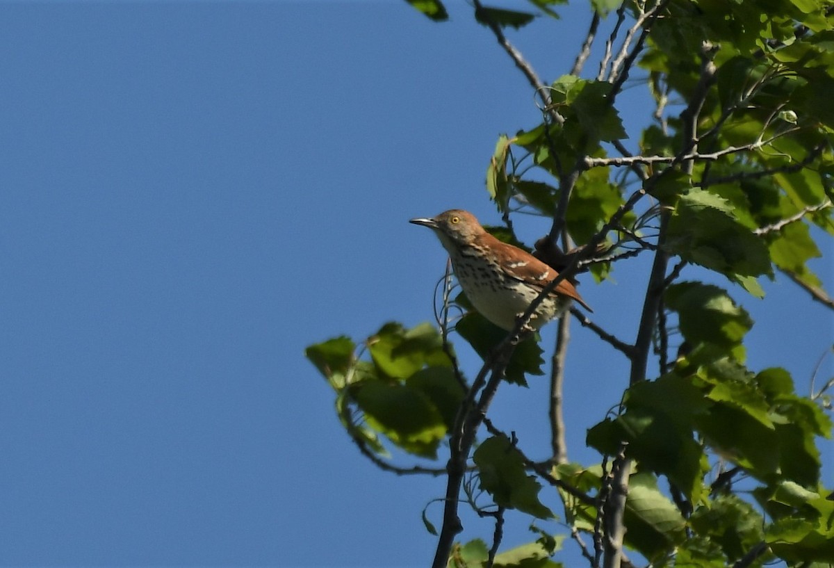 Brown Thrasher - ML620071905