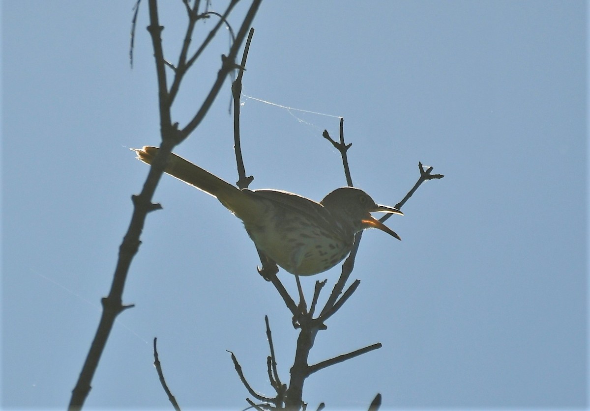 Brown Thrasher - ML620071906