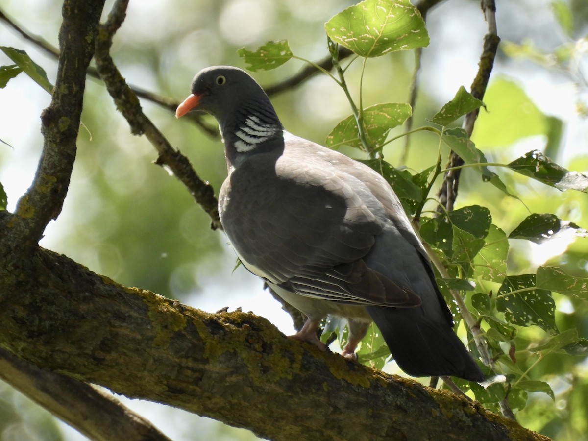 Common Wood-Pigeon - ML620071907