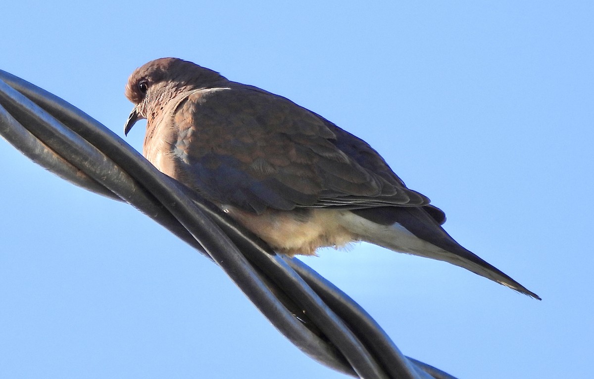 Laughing Dove - ML620071908