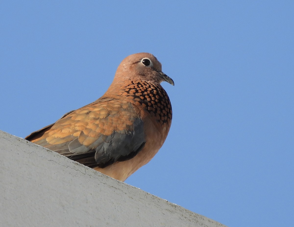Laughing Dove - ML620071910