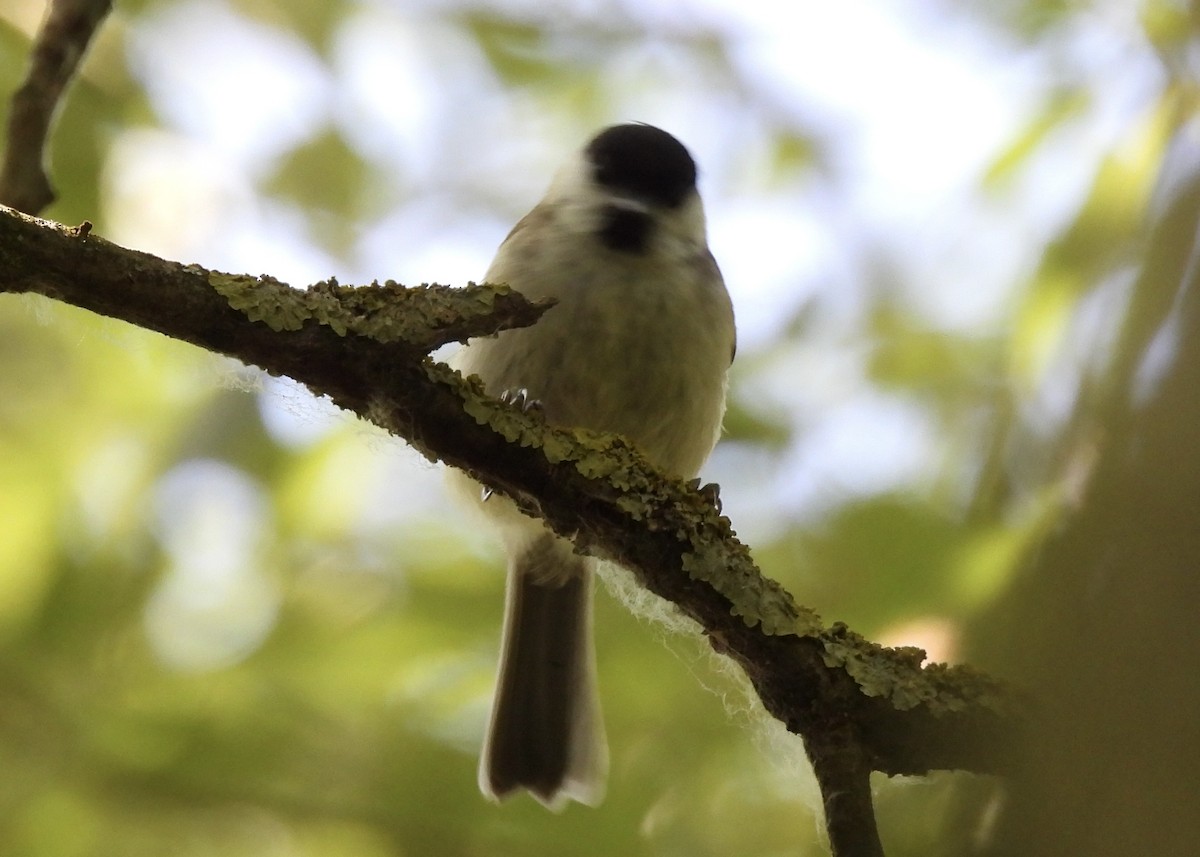 Marsh Tit - ML620071918