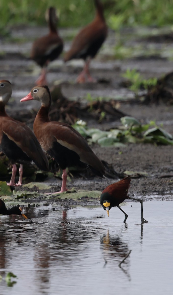 Jacana Centroamericana - ML620071920