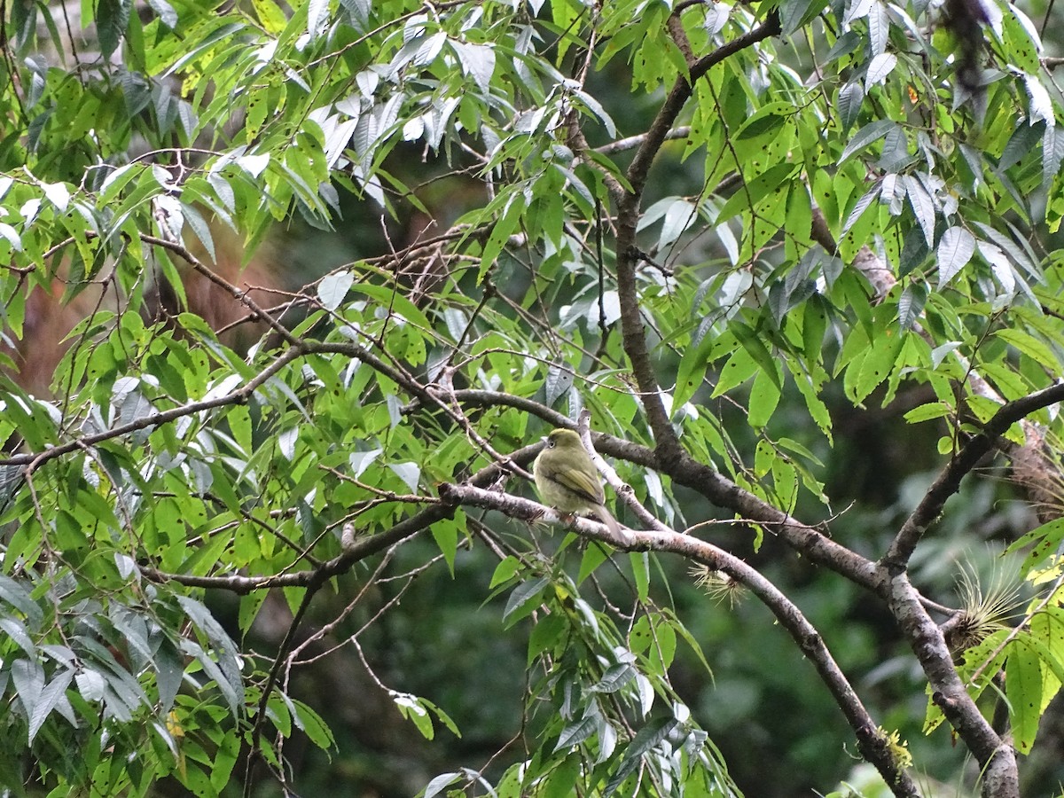 Eye-ringed Flatbill - ML620071926