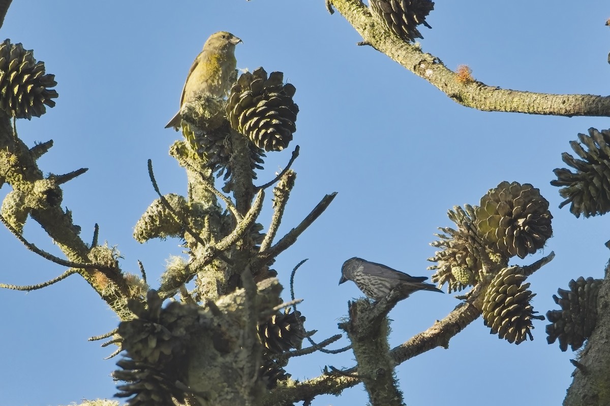 Red Crossbill - ML620071939