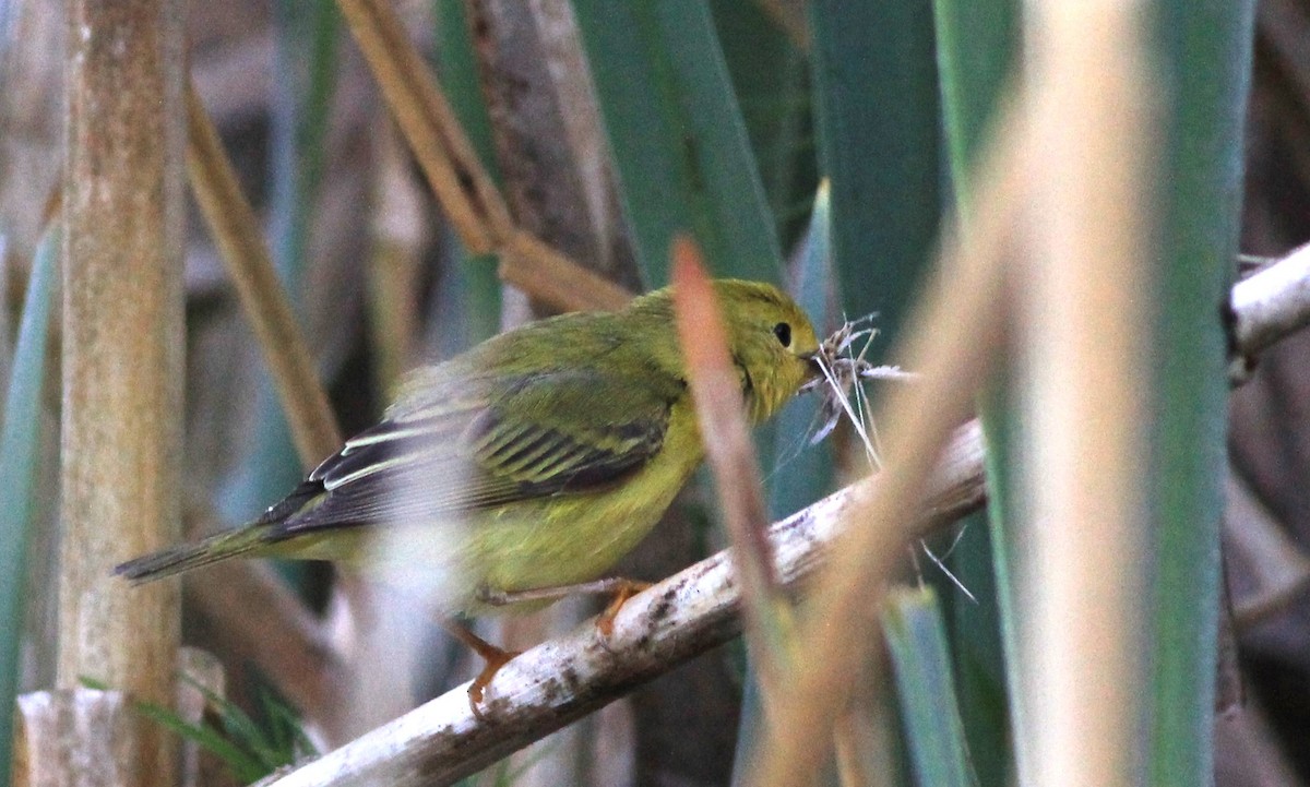 Weidengelbkehlchen - ML620071941