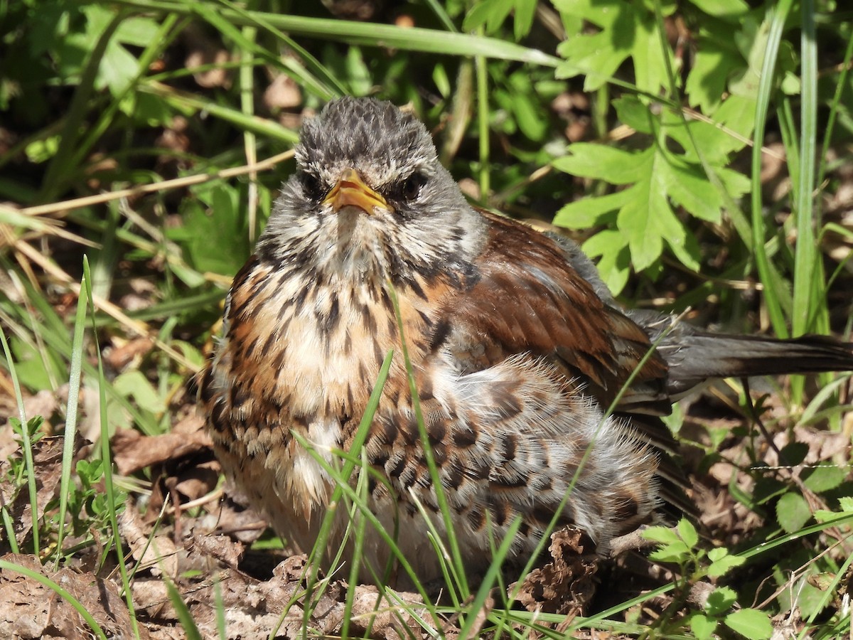 Fieldfare - ML620071951