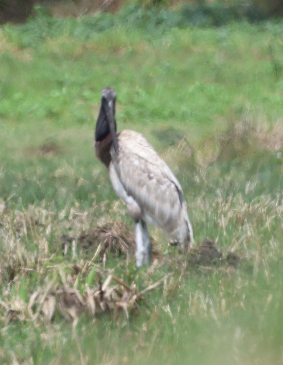 čáp jabiru - ML620071954