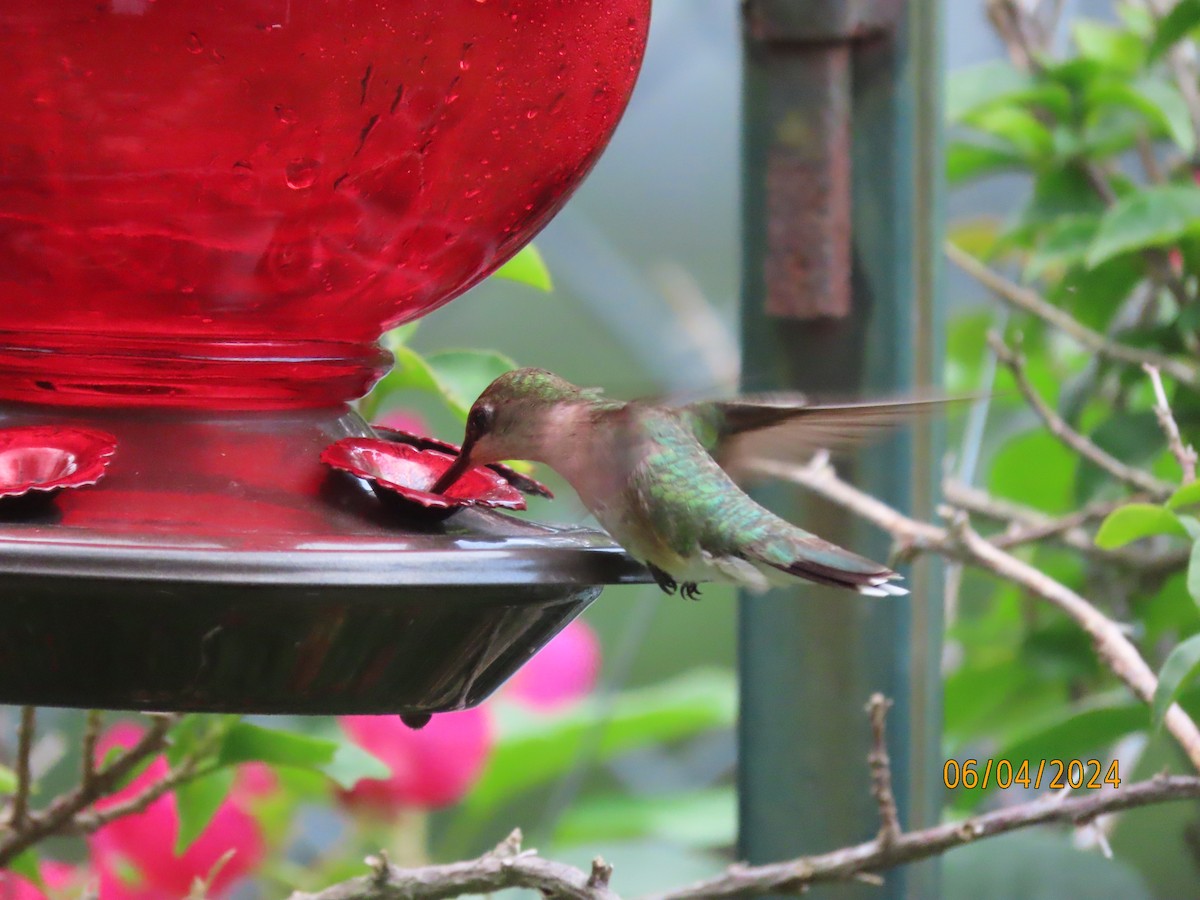 Ruby-throated Hummingbird - ML620071962