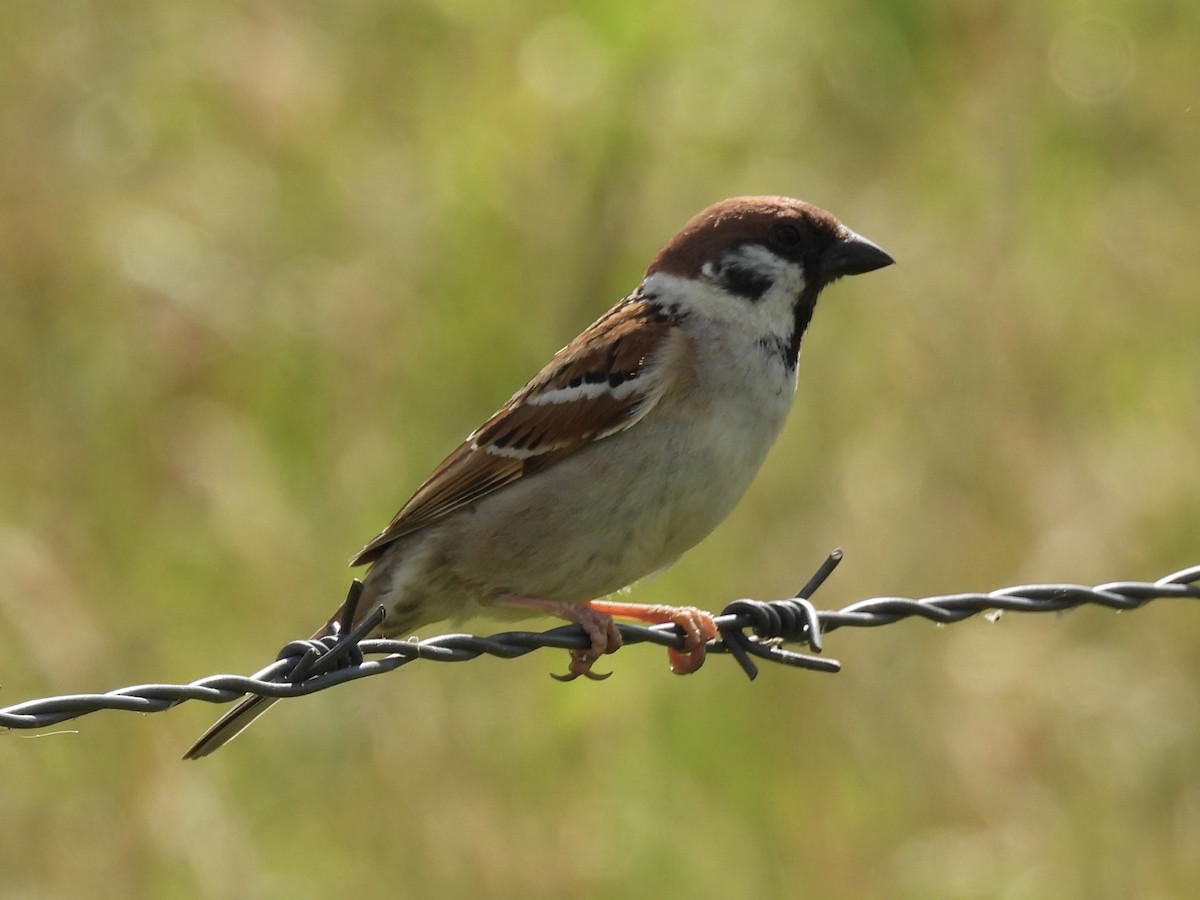 Eurasian Tree Sparrow - ML620071967