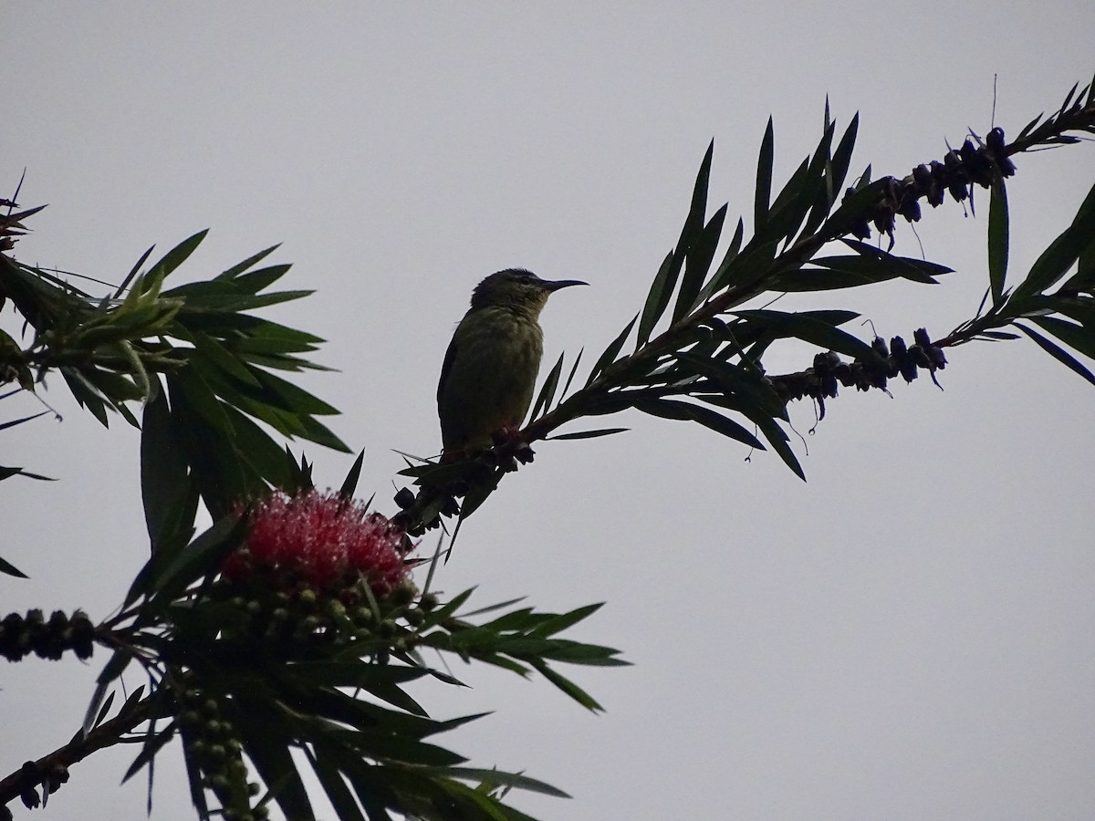 Red-legged Honeycreeper - ML620071975