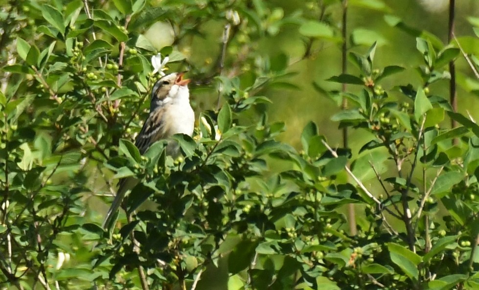 Clay-colored Sparrow - ML620071977