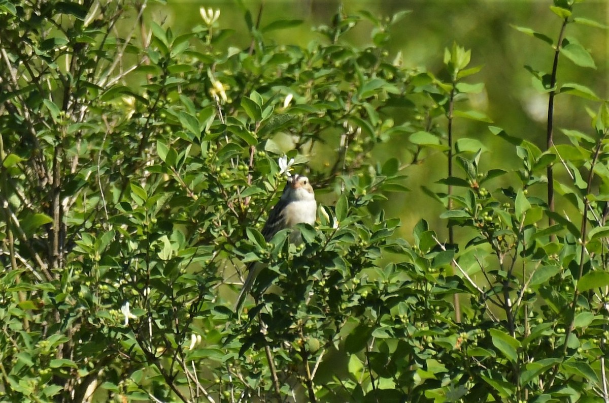Clay-colored Sparrow - ML620071978