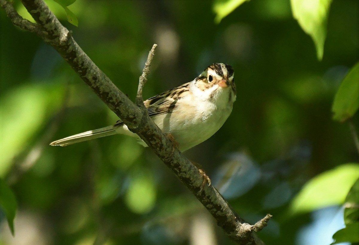 Clay-colored Sparrow - ML620071979