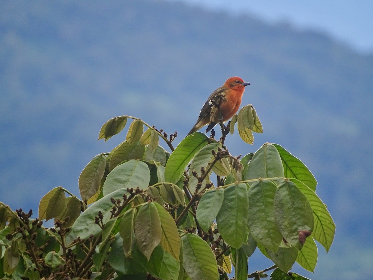 Flame-colored Tanager - ML620071985