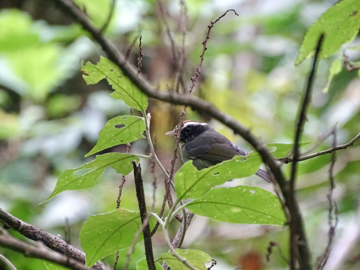 Black-cheeked Warbler - ML620071995
