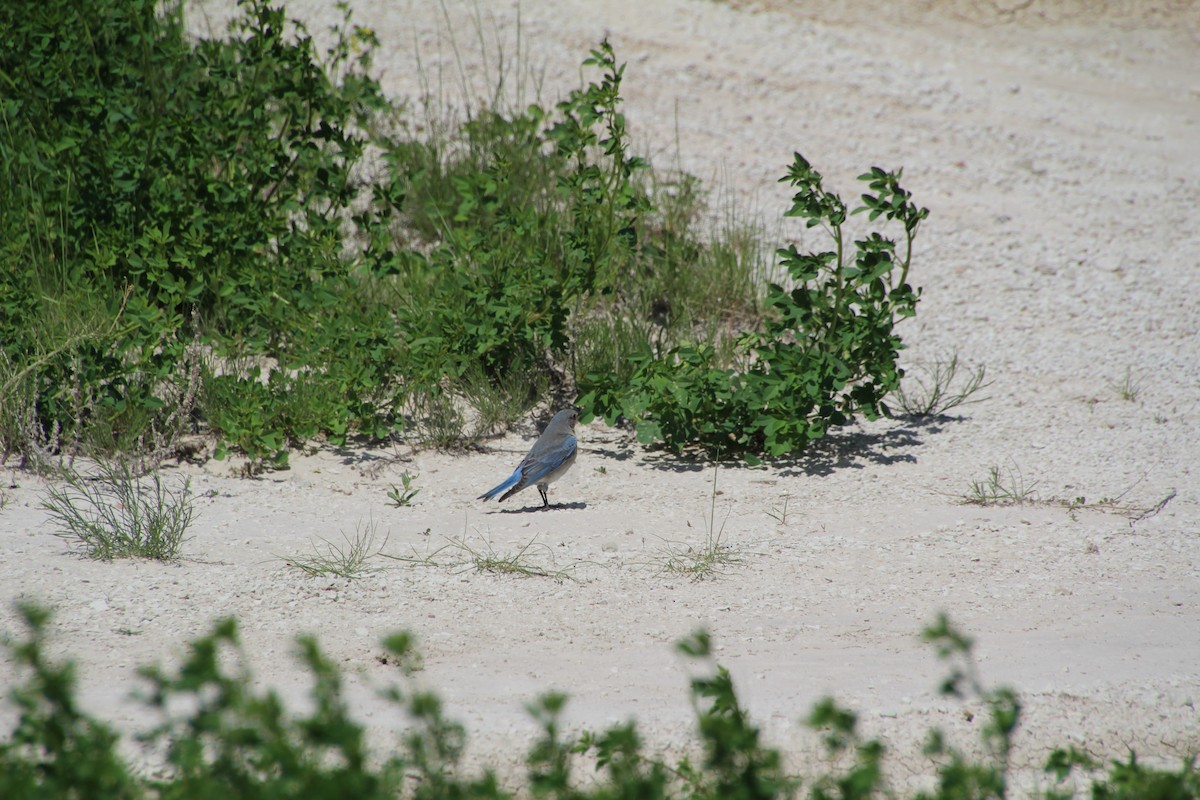 Mountain Bluebird - ML620072006