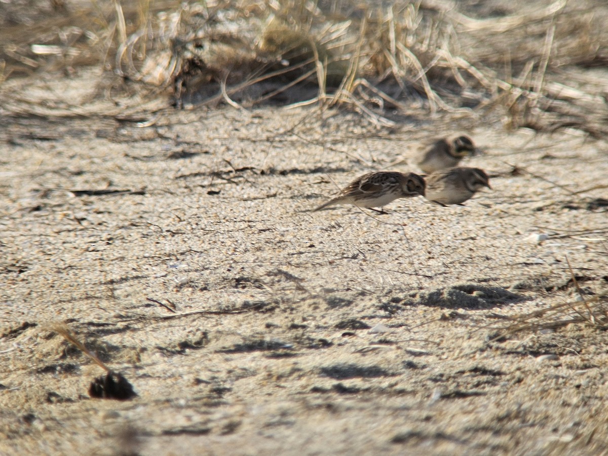 Lapland Longspur - ML620072019