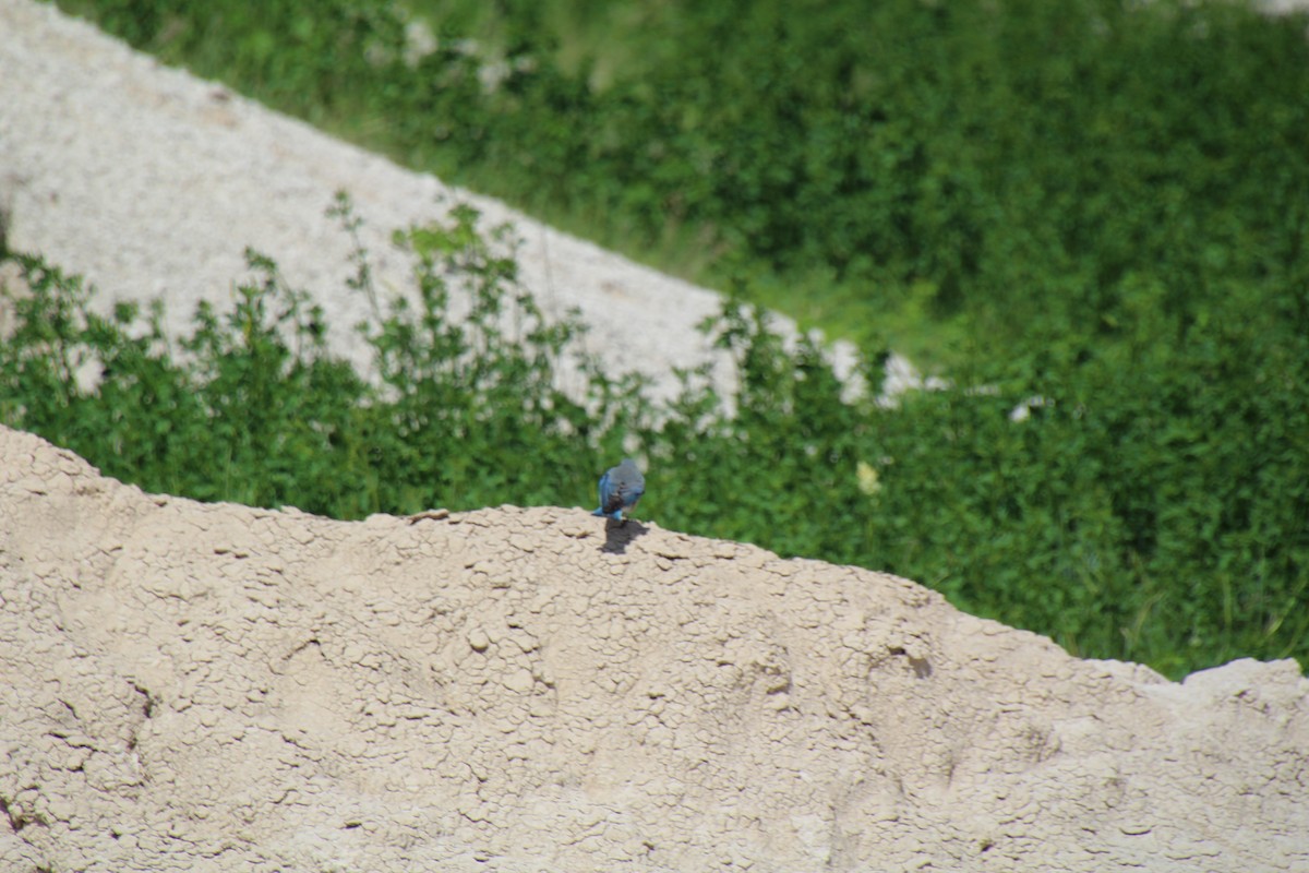 Mountain Bluebird - ML620072020