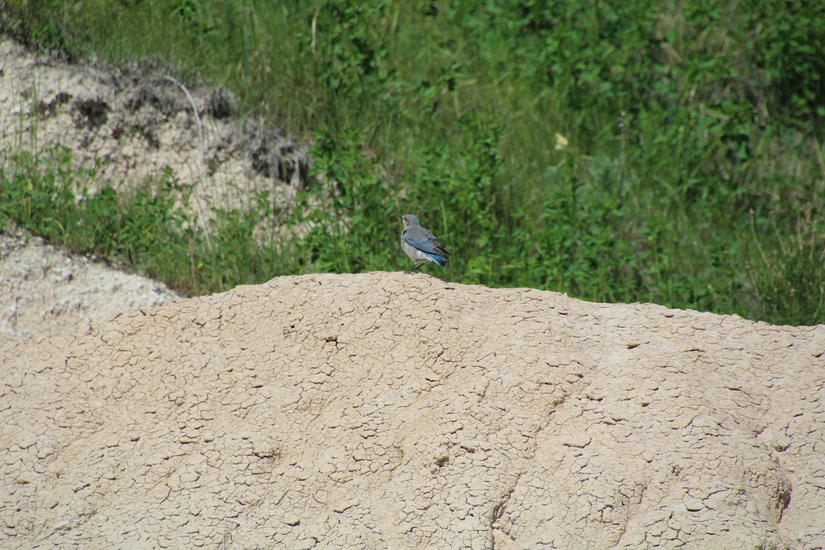 Mountain Bluebird - ML620072024