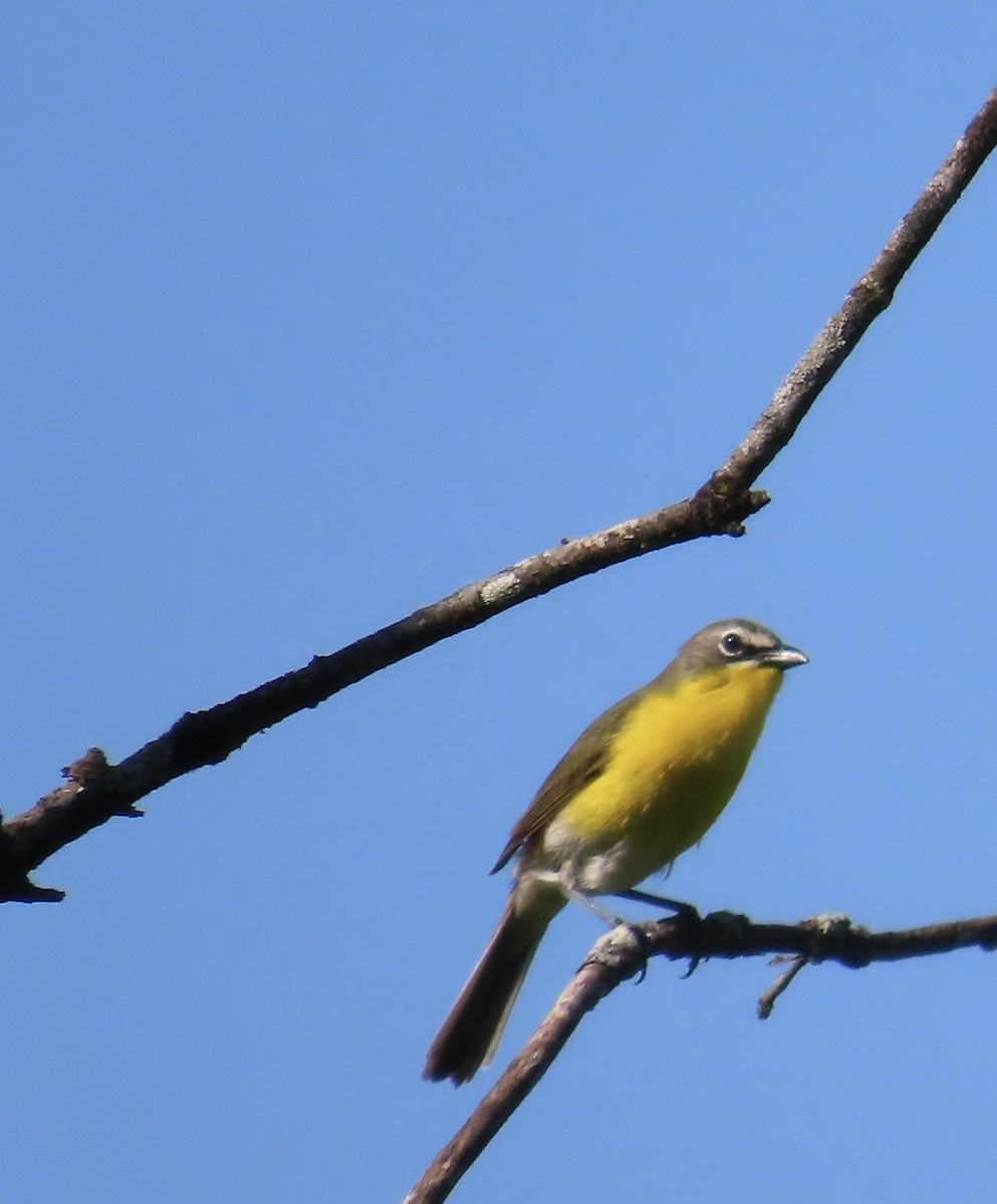 Yellow-breasted Chat - ML620072027