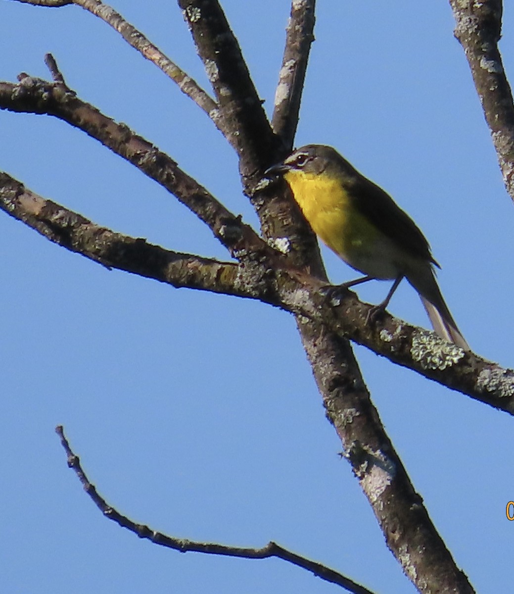 Yellow-breasted Chat - ML620072028