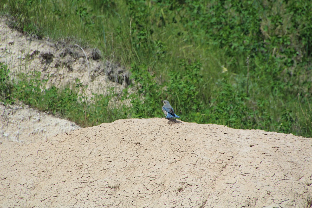 Mountain Bluebird - ML620072031