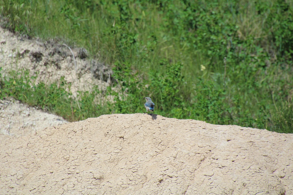 Mountain Bluebird - ML620072034