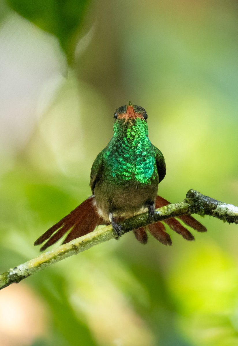 Rufous-tailed Hummingbird - ML620072039