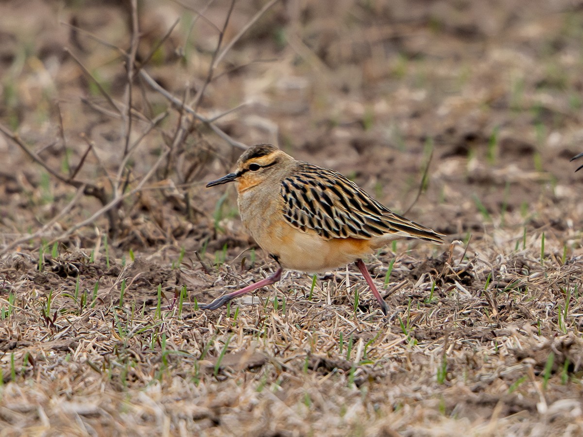 Tawny-throated Dotterel - ML620072048