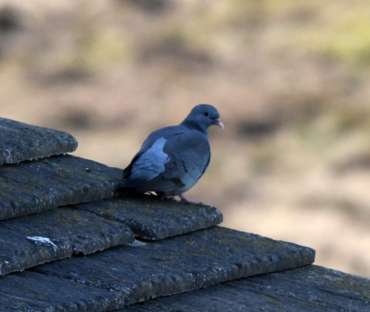 Pigeon colombin - ML620072061