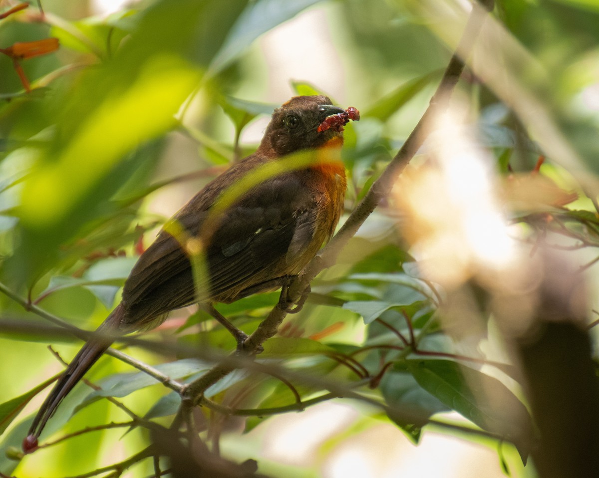 Red-throated Ant-Tanager - ML620072071