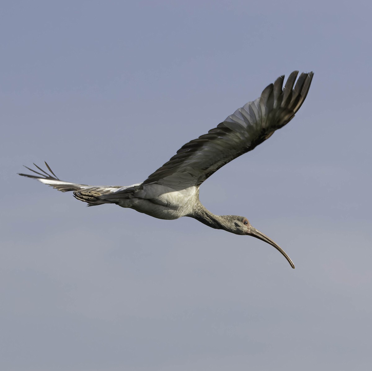ibis bílý - ML620072073