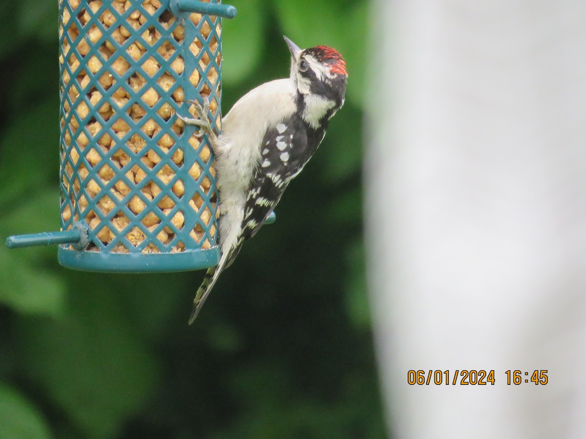 Downy Woodpecker - ML620072076