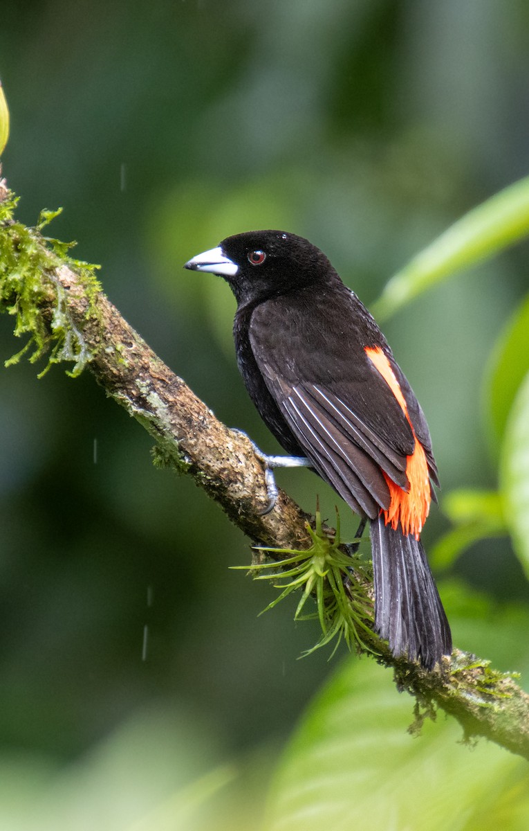 Scarlet-rumped Tanager - ML620072078