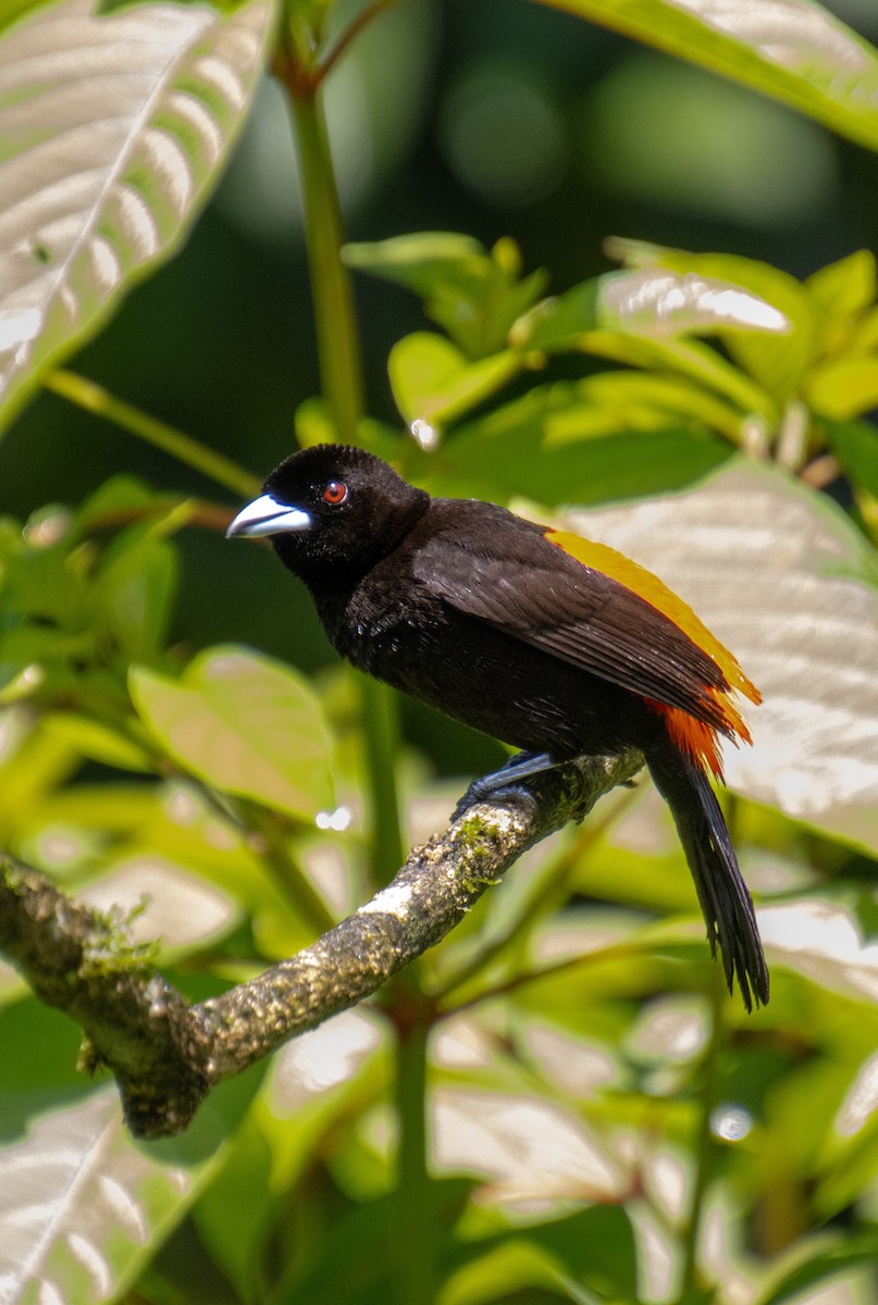 Scarlet-rumped Tanager - ML620072079